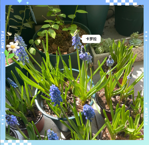 风信子花期如何养护,风信子花期过后怎么打理-第6张图片-优品飞百科 风信子花期如何养护,风信子花期过后怎么打理-第6张图片-优品飞百科