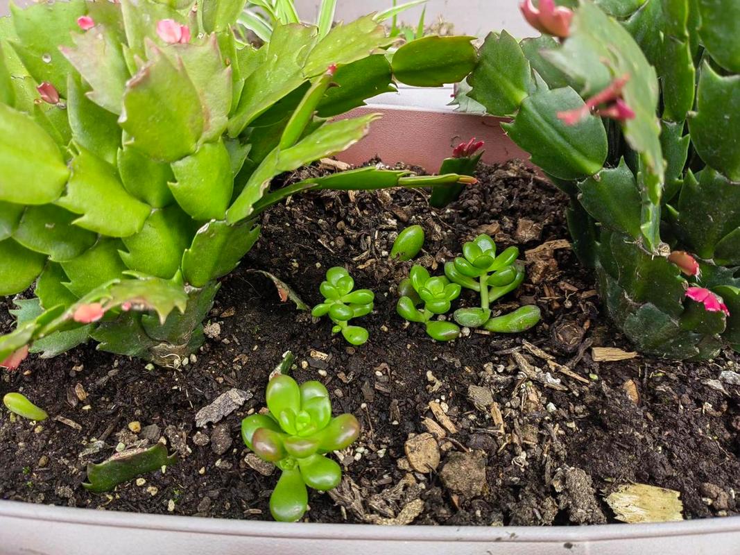 给“绿萝”剪几刀，绿萝随便剪一只就能活吗