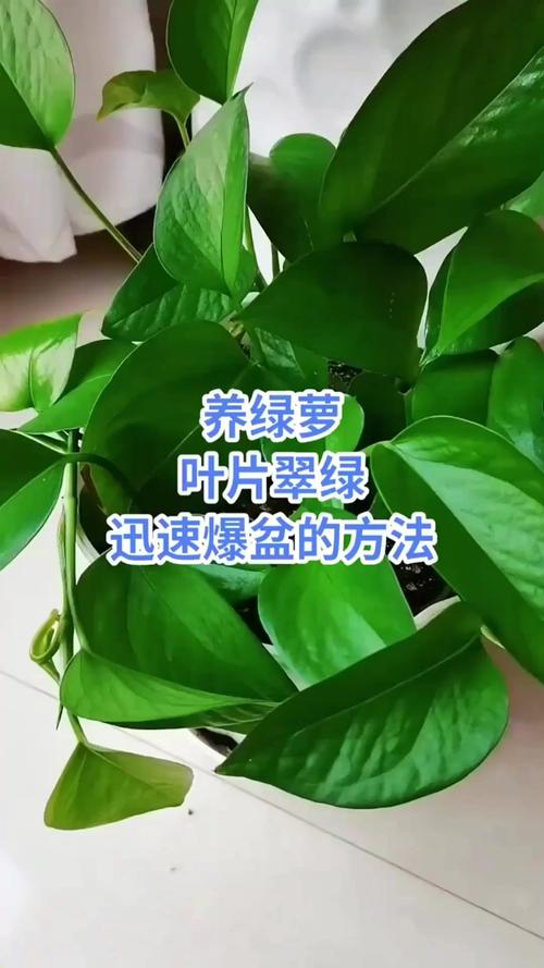 给“绿萝”剪几刀，绿萝随便剪一只就能活吗-第2张图片-优品飞百科