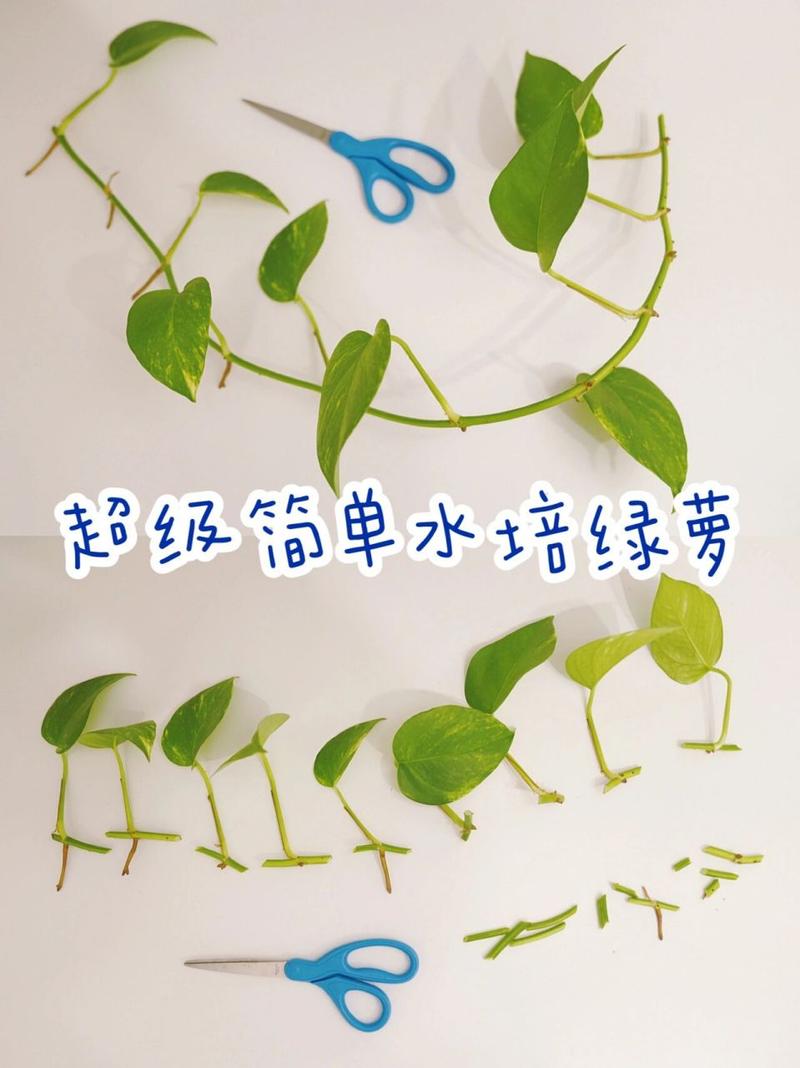 给“绿萝”剪几刀，绿萝随便剪一只就能活吗-第3张图片-优品飞百科