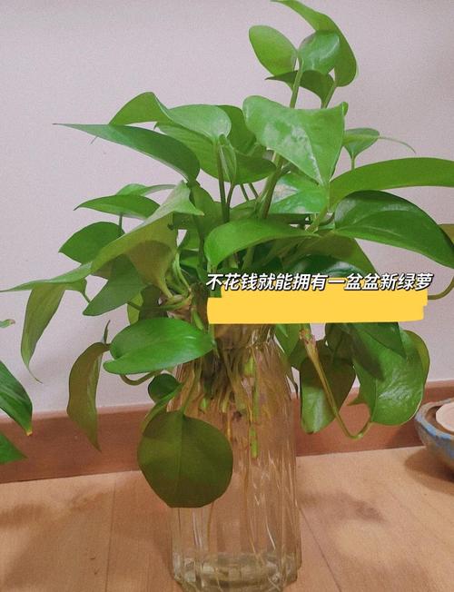 给“绿萝”剪几刀，绿萝随便剪一只就能活吗-第5张图片-优品飞百科