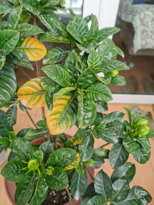 栀子花不开花只长叶子的原因？栀子花不开花不长叶？