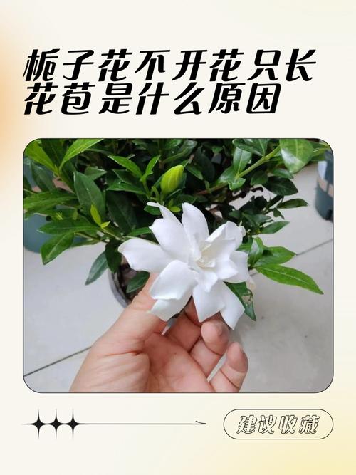 栀子花不开花只长叶子的原因?栀子花不开花不长叶?-第3张图片-优品飞百科 栀子花不开花只长叶子的原因?栀子花不开花不长叶?-第3张图片-优品飞百科
