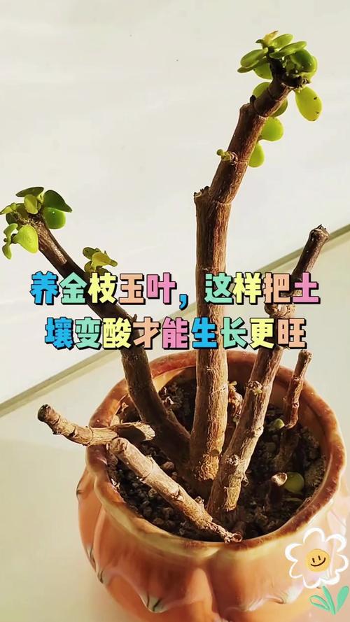 金枝玉叶施肥方法？金枝玉叶施肥方法视频？