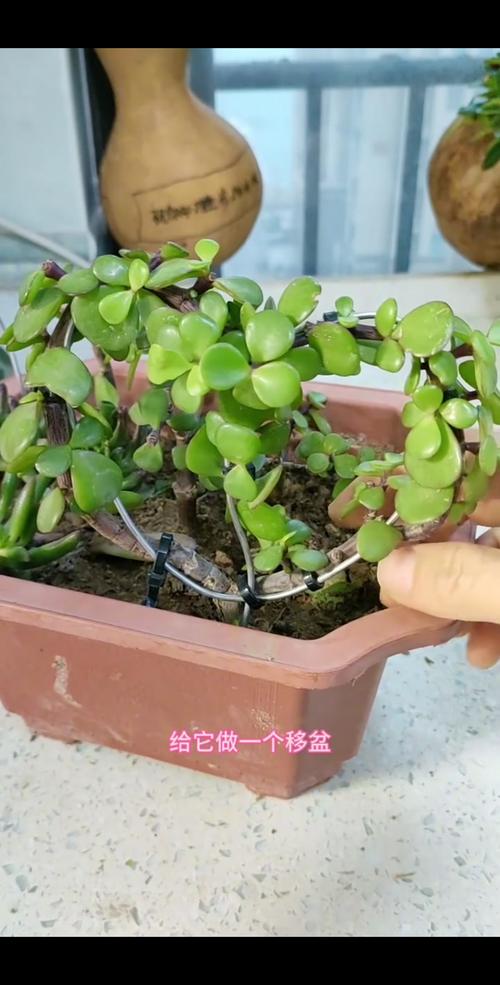 金枝玉叶施肥方法？金枝玉叶施肥方法视频？-第2张图片-优品飞百科