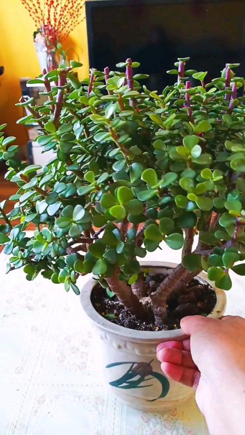 金枝玉叶施肥方法？金枝玉叶施肥方法视频？-第3张图片-优品飞百科