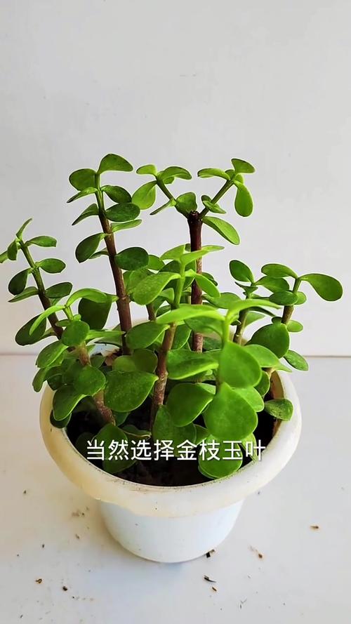 金枝玉叶施肥方法？金枝玉叶施肥方法视频？-第4张图片-优品飞百科