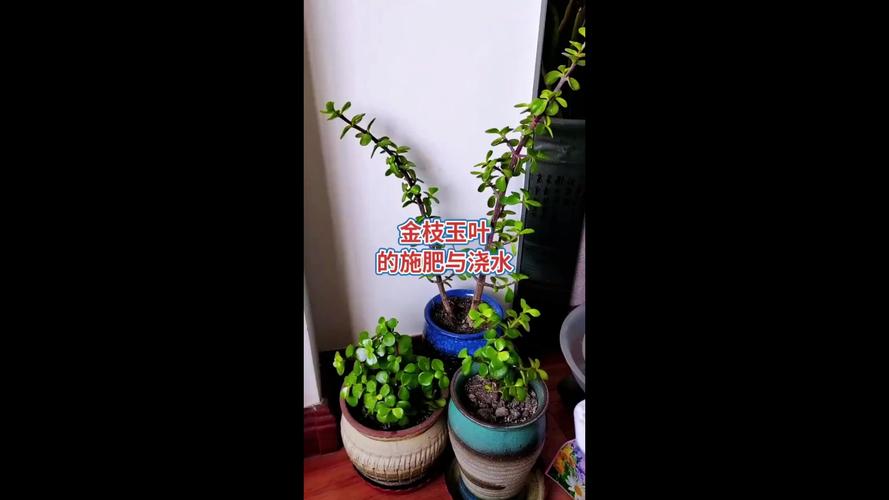 金枝玉叶施肥方法？金枝玉叶施肥方法视频？-第5张图片-优品飞百科