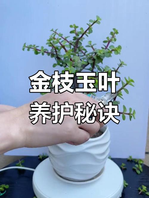 金枝玉叶施肥方法？金枝玉叶施肥方法视频？-第6张图片-优品飞百科