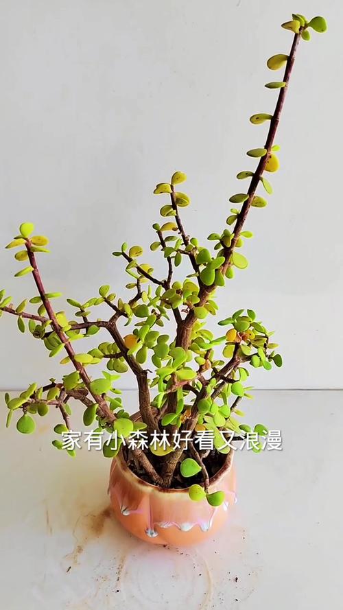 金枝玉叶施肥方法？金枝玉叶施肥方法视频？-第7张图片-优品飞百科