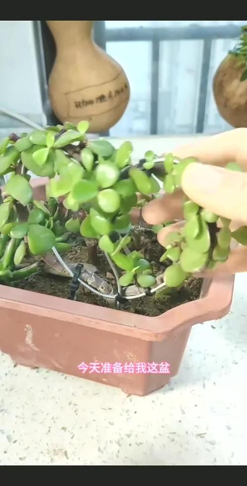 金枝玉叶施肥方法？金枝玉叶施肥方法视频？-第8张图片-优品飞百科