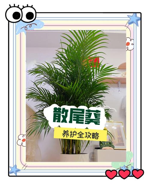 散尾葵用什么土，散尾葵用什么土质栽培-第3张图片-优品飞百科