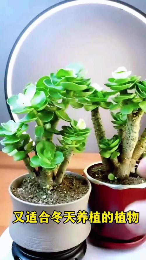 金钱木的养殖方法和注意事项，金钱木的养殖方法和注意事项浇水很严格