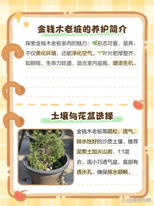 金钱木的养殖方法和注意事项，金钱木的养殖方法和注意事项浇水很严格-第3张图片-优品飞百科