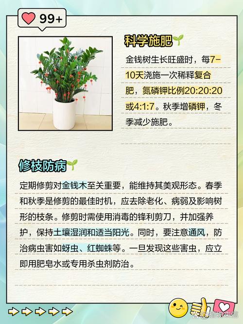 金钱木的养殖方法和注意事项，金钱木的养殖方法和注意事项浇水很严格-第4张图片-优品飞百科