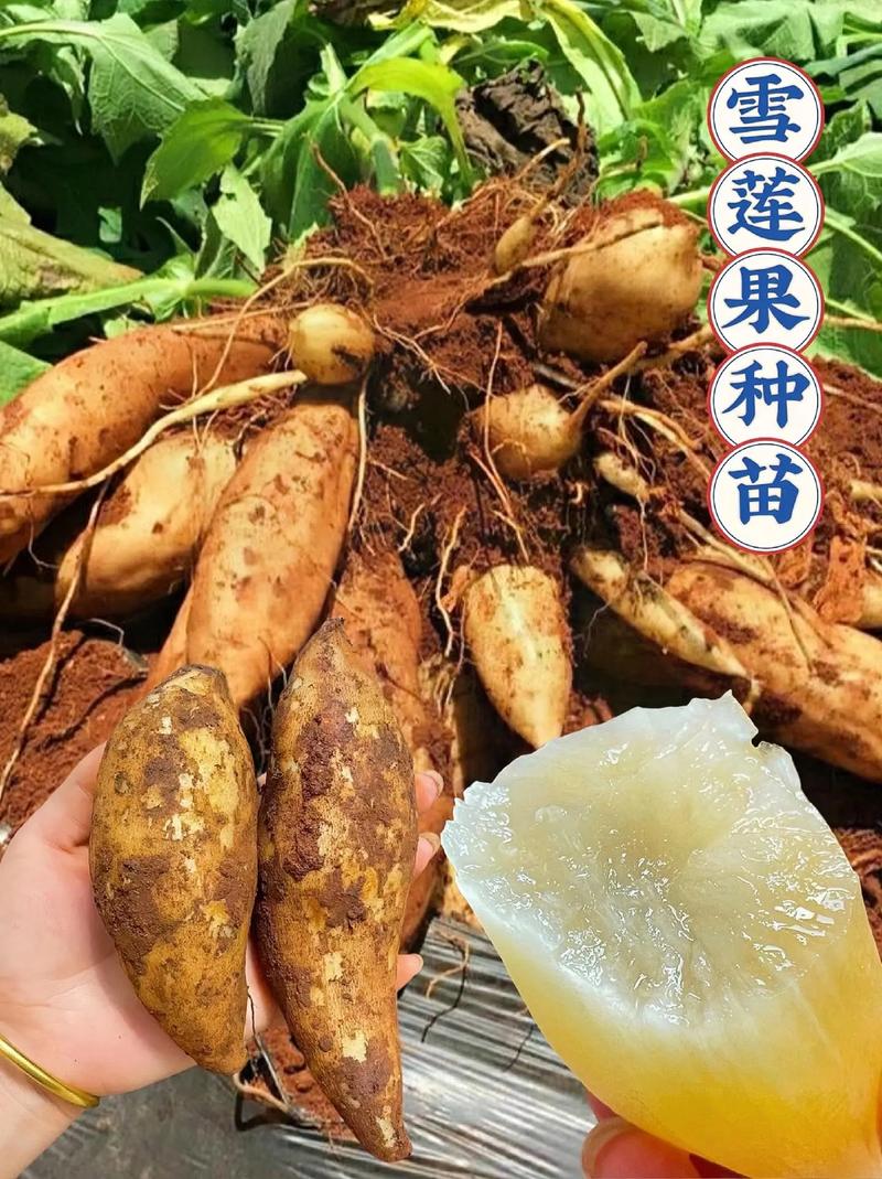 雪莲果种植方法，雪莲果种植方法和适宜地域是什么呢