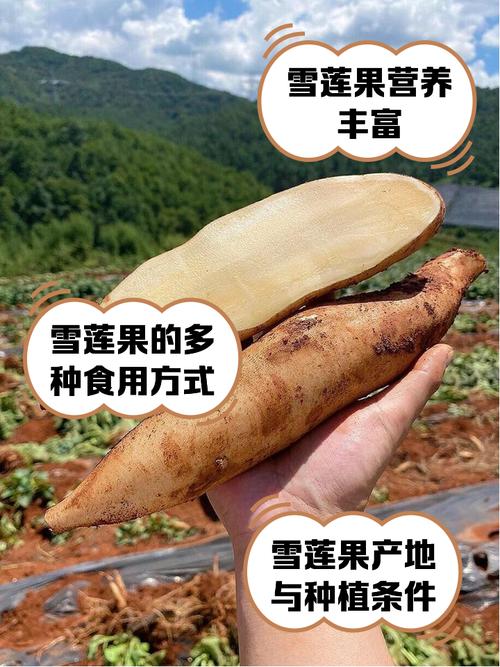 雪莲果种植方法，雪莲果种植方法和适宜地域是什么呢-第2张图片-优品飞百科