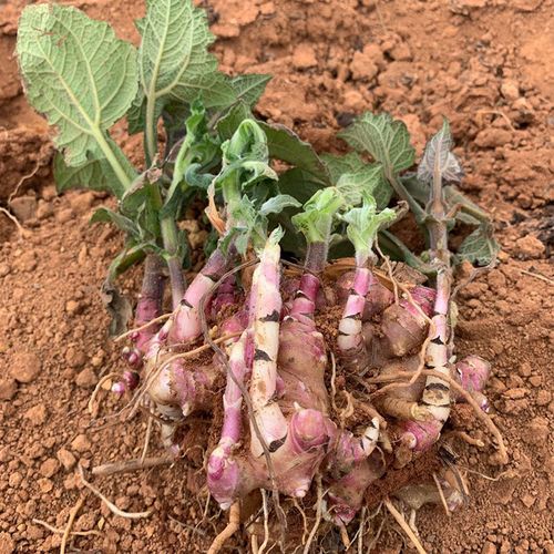 雪莲果种植方法，雪莲果种植方法和适宜地域是什么呢-第4张图片-优品飞百科