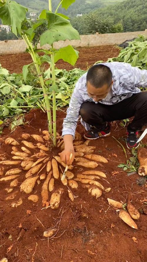 雪莲果种植方法，雪莲果种植方法和适宜地域是什么呢-第6张图片-优品飞百科