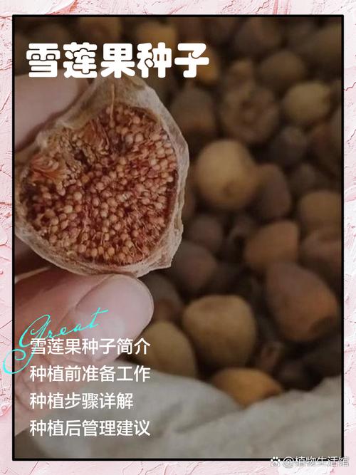 雪莲果种植方法，雪莲果种植方法和适宜地域是什么呢-第7张图片-优品飞百科