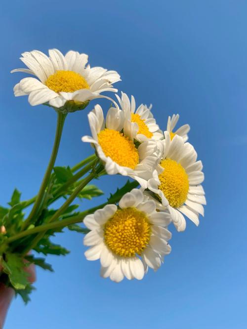 雏菊春天可以播种吗，雏菊是在春天开放的吗？