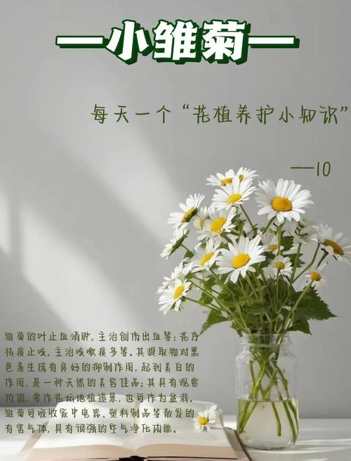 雏菊春天可以播种吗，雏菊是在春天开放的吗？-第2张图片-优品飞百科