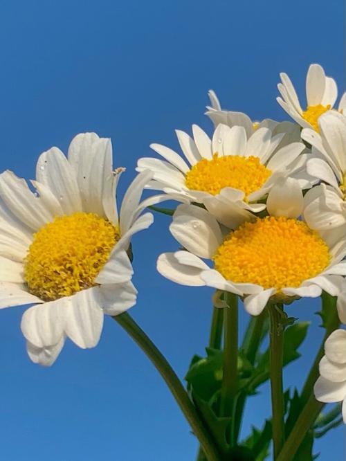 雏菊春天可以播种吗，雏菊是在春天开放的吗？-第3张图片-优品飞百科