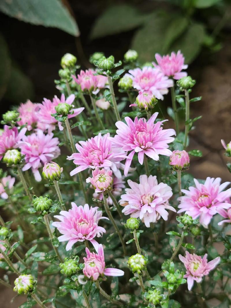 雏菊春天可以播种吗，雏菊是在春天开放的吗？-第4张图片-优品飞百科