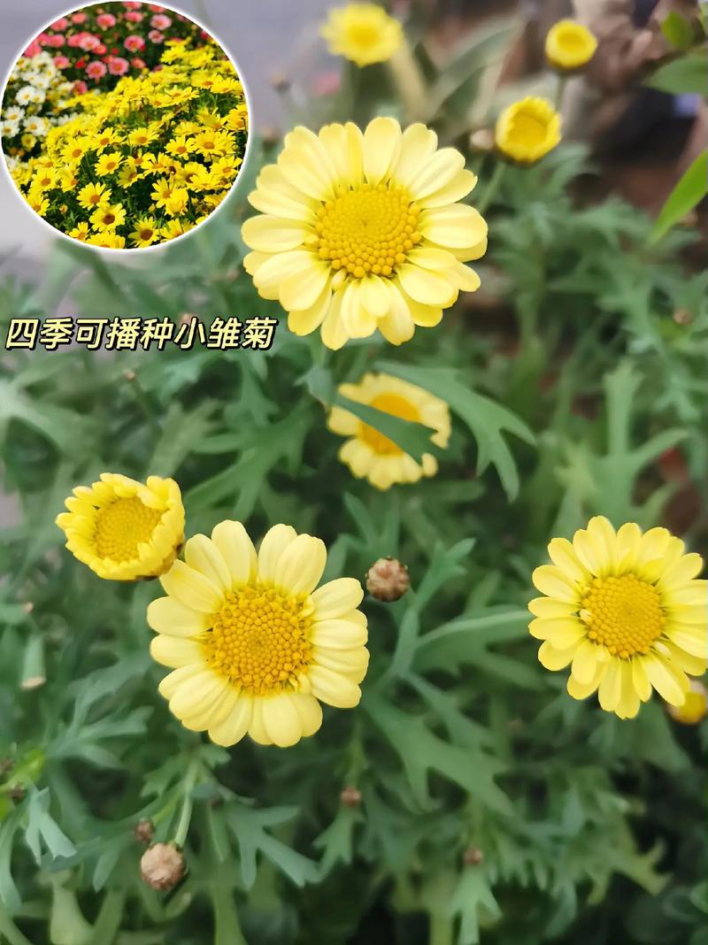 雏菊春天可以播种吗，雏菊是在春天开放的吗？-第5张图片-优品飞百科