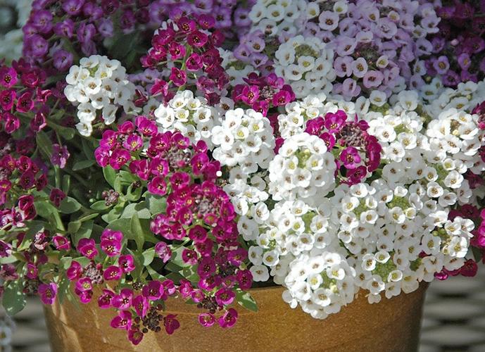 香雪球的养殖方法和注意事项?香雪球的养殖方法和注意事项视频?-第1张图片-优品飞百科 香雪球的养殖方法和注意事项?香雪球的养殖方法和注意事项视频?-第1张图片-优品飞百科