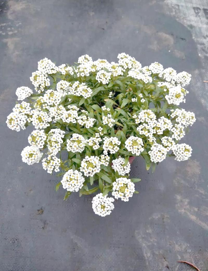 香雪球的养殖方法和注意事项?香雪球的养殖方法和注意事项视频?-第2张图片-优品飞百科 香雪球的养殖方法和注意事项?香雪球的养殖方法和注意事项视频?-第2张图片-优品飞百科