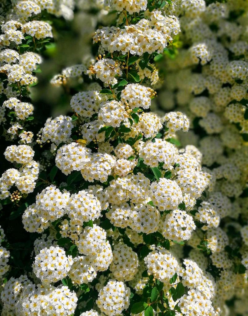 香雪球的养殖方法和注意事项?香雪球的养殖方法和注意事项视频?-第3张图片-优品飞百科 香雪球的养殖方法和注意事项?香雪球的养殖方法和注意事项视频?-第3张图片-优品飞百科