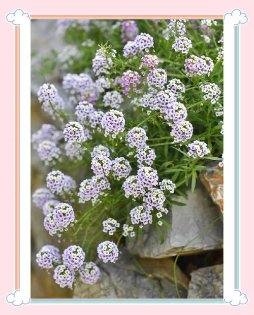 香雪球的养殖方法和注意事项?香雪球的养殖方法和注意事项视频?-第4张图片-优品飞百科 香雪球的养殖方法和注意事项?香雪球的养殖方法和注意事项视频?-第4张图片-优品飞百科