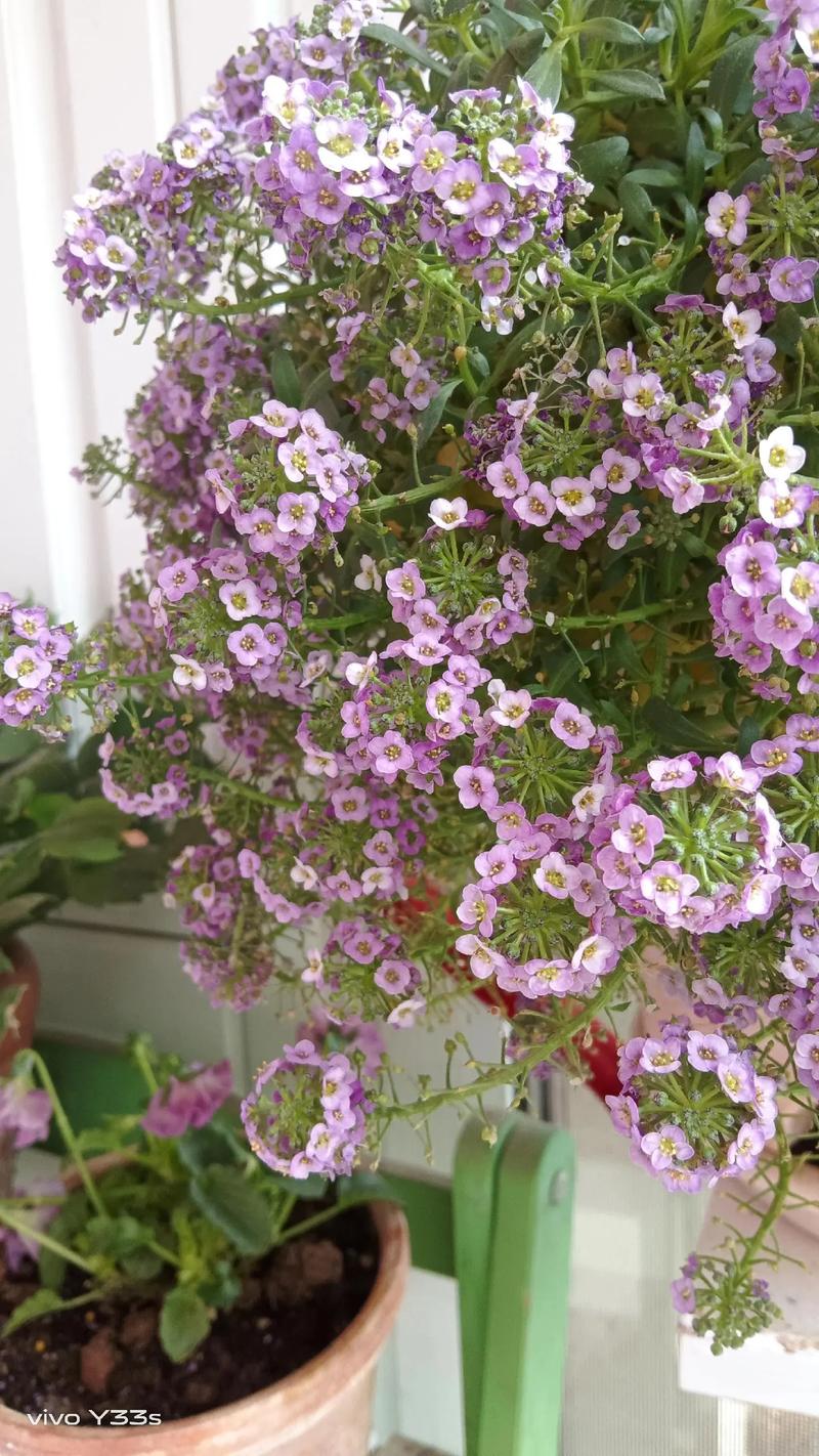 香雪球的养殖方法和注意事项?香雪球的养殖方法和注意事项视频?-第5张图片-优品飞百科 香雪球的养殖方法和注意事项?香雪球的养殖方法和注意事项视频?-第5张图片-优品飞百科