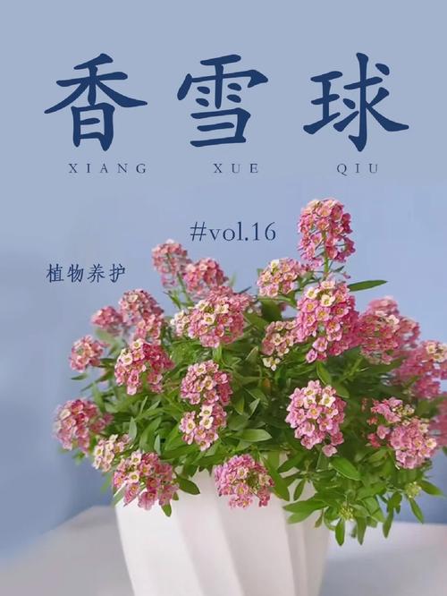 香雪球的养殖方法和注意事项?香雪球的养殖方法和注意事项视频?-第6张图片-优品飞百科 香雪球的养殖方法和注意事项?香雪球的养殖方法和注意事项视频?-第6张图片-优品飞百科