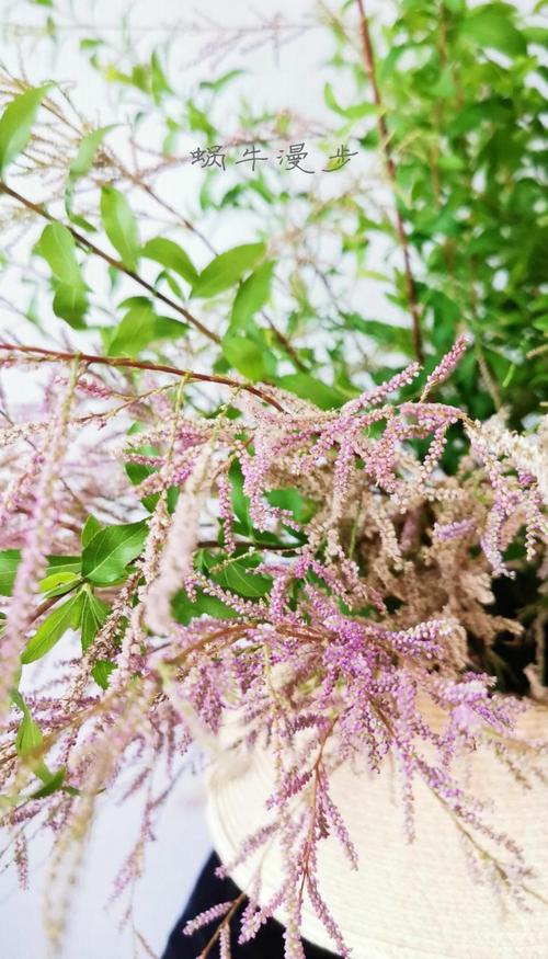 柽柳花怎么养殖？柽柳花的功效与作用？