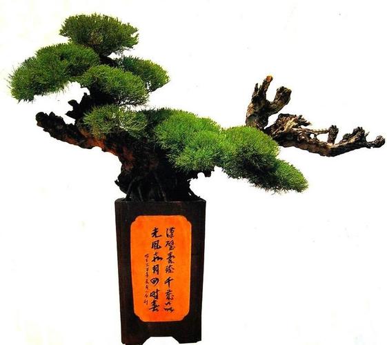 柽柳花怎么养殖?柽柳花的功效与作用?-第2张图片-优品飞百科 柽柳花怎么养殖?柽柳花的功效与作用?-第2张图片-优品飞百科