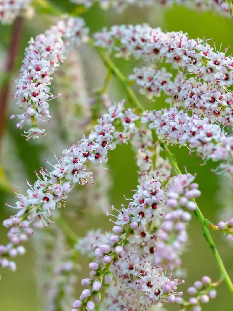 柽柳花怎么养殖?柽柳花的功效与作用?-第3张图片-优品飞百科 柽柳花怎么养殖?柽柳花的功效与作用?-第3张图片-优品飞百科