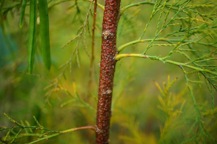 柽柳花怎么养殖?柽柳花的功效与作用?-第4张图片-优品飞百科 柽柳花怎么养殖?柽柳花的功效与作用?-第4张图片-优品飞百科