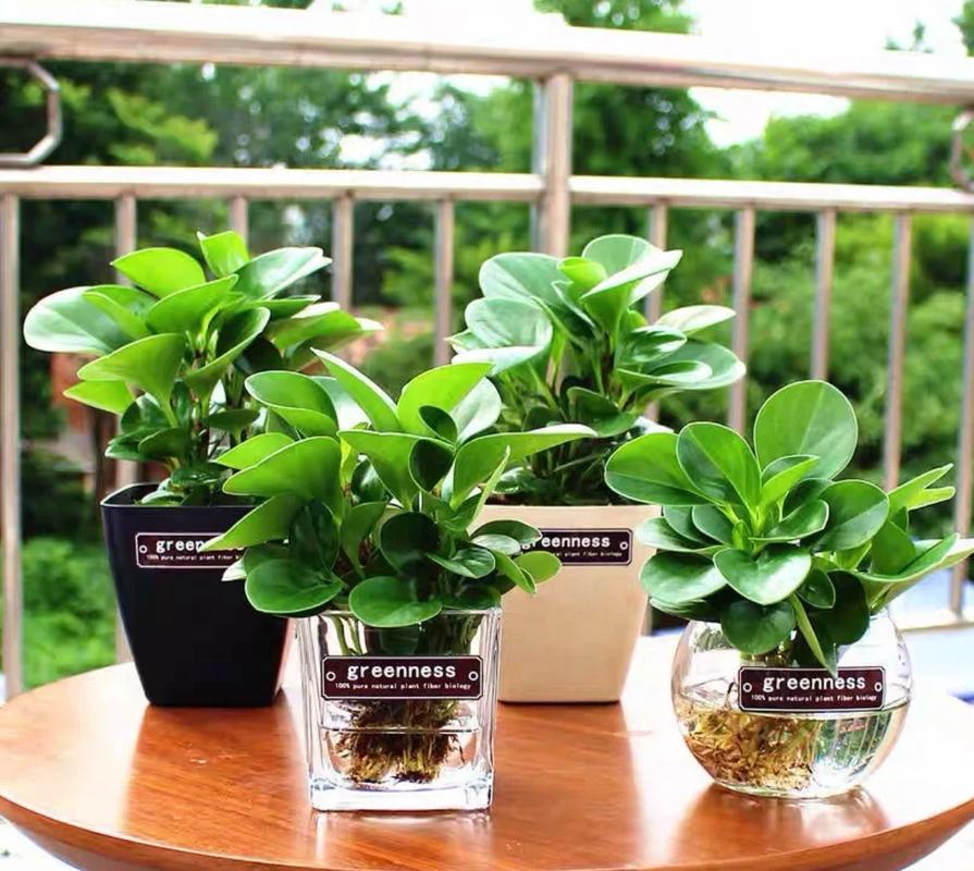 水培瓶里放条鱼，水培瓶里放条鱼能活吗？