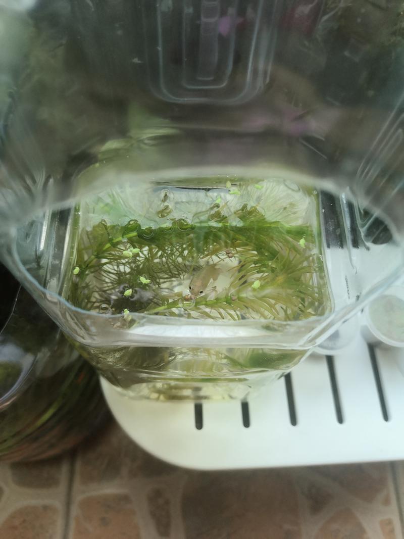 水培瓶里放条鱼，水培瓶里放条鱼能活吗？-第2张图片-优品飞百科