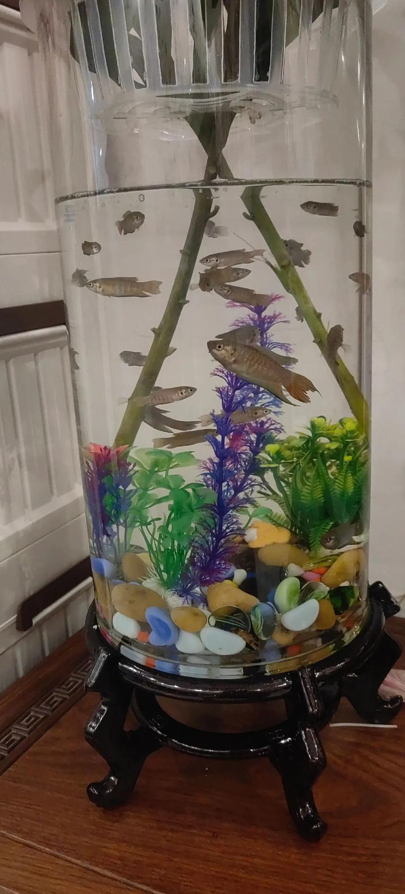 水培瓶里放条鱼，水培瓶里放条鱼能活吗？-第4张图片-优品飞百科