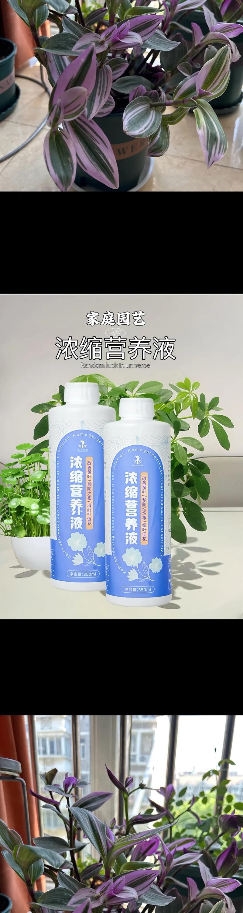 水培瓶里放条鱼，水培瓶里放条鱼能活吗？-第6张图片-优品飞百科