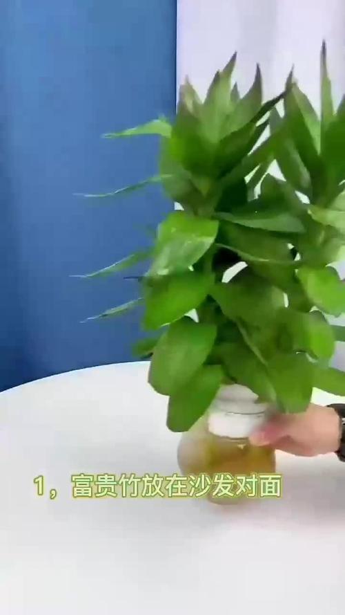 这“3种”花，这3种花只需一根枝一片叶,插土里就能活？