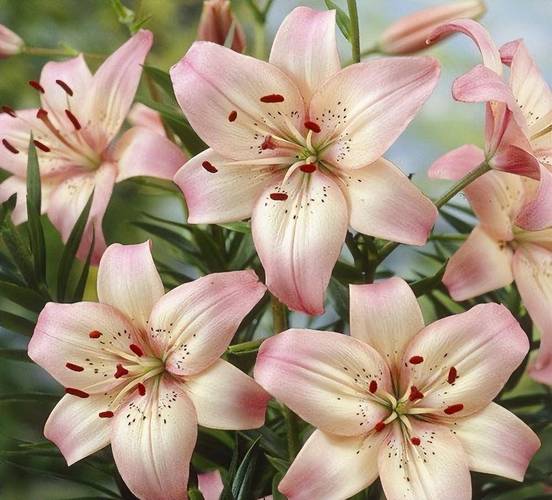 这“3种”花，这3种花只需一根枝一片叶,插土里就能活？-第2张图片-优品飞百科