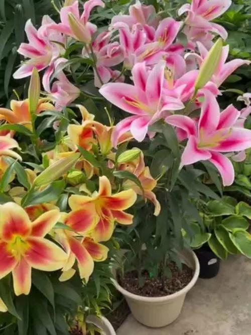 这“3种”花，这3种花只需一根枝一片叶,插土里就能活？-第3张图片-优品飞百科