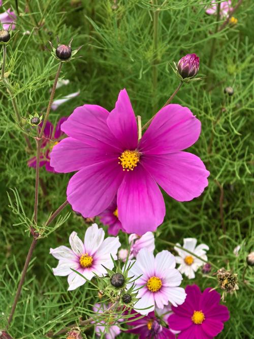 这“3种”花，这3种花只需一根枝一片叶,插土里就能活？-第4张图片-优品飞百科