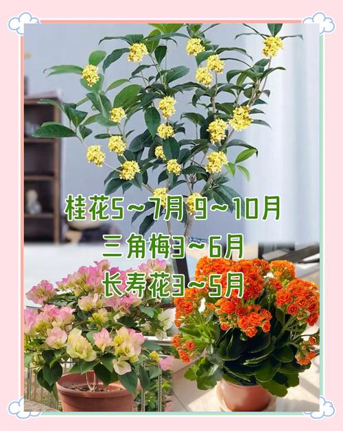 这“3种”花，这3种花只需一根枝一片叶,插土里就能活？-第5张图片-优品飞百科