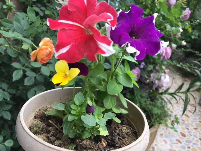 这“3种”花，这3种花只需一根枝一片叶,插土里就能活？-第6张图片-优品飞百科