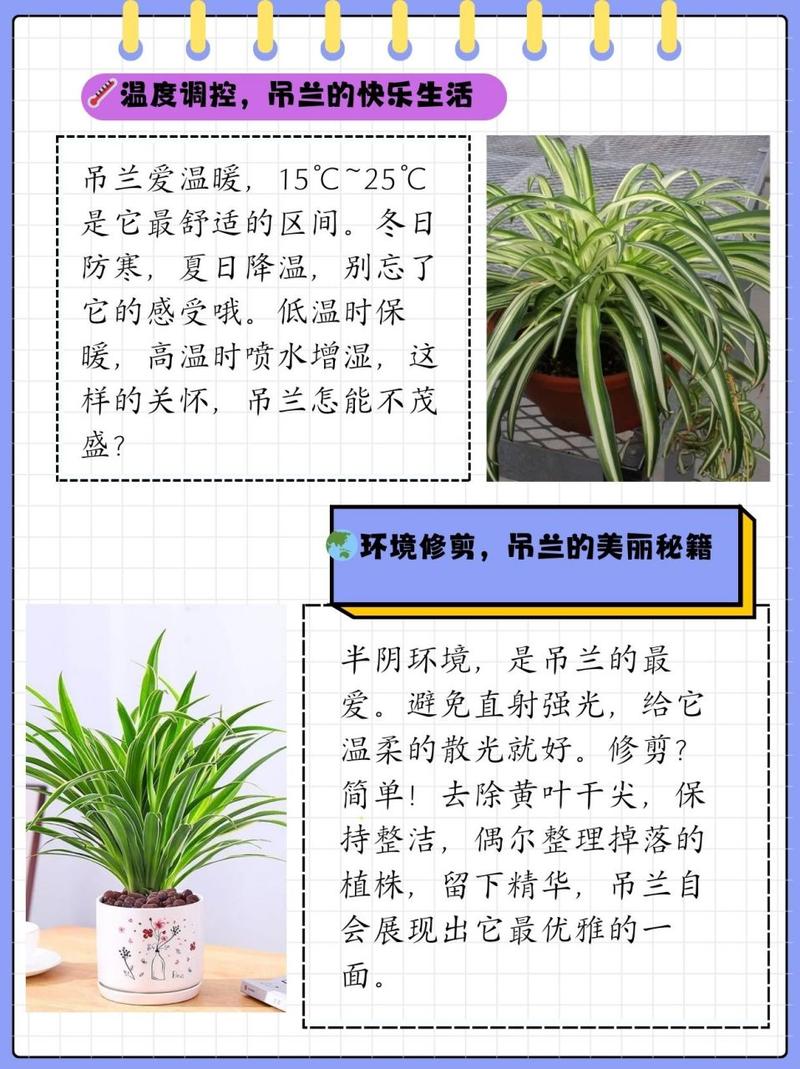 金边吊兰怎么养才能更旺盛，金边吊兰怎么养才能更旺盛叶子更绿油亮？